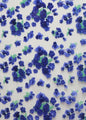 Table Covers